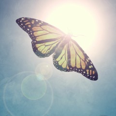 BUTTERFLY IN THE SUN SUMMER MIX #2