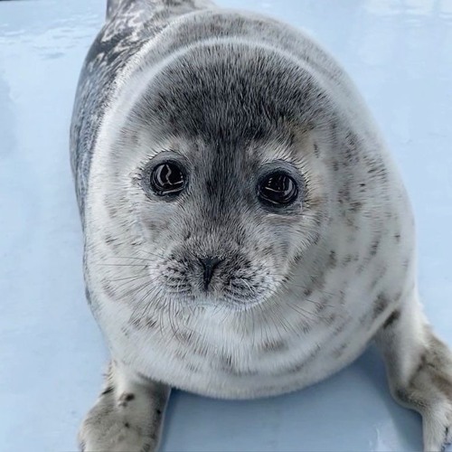 pururin melt down mix