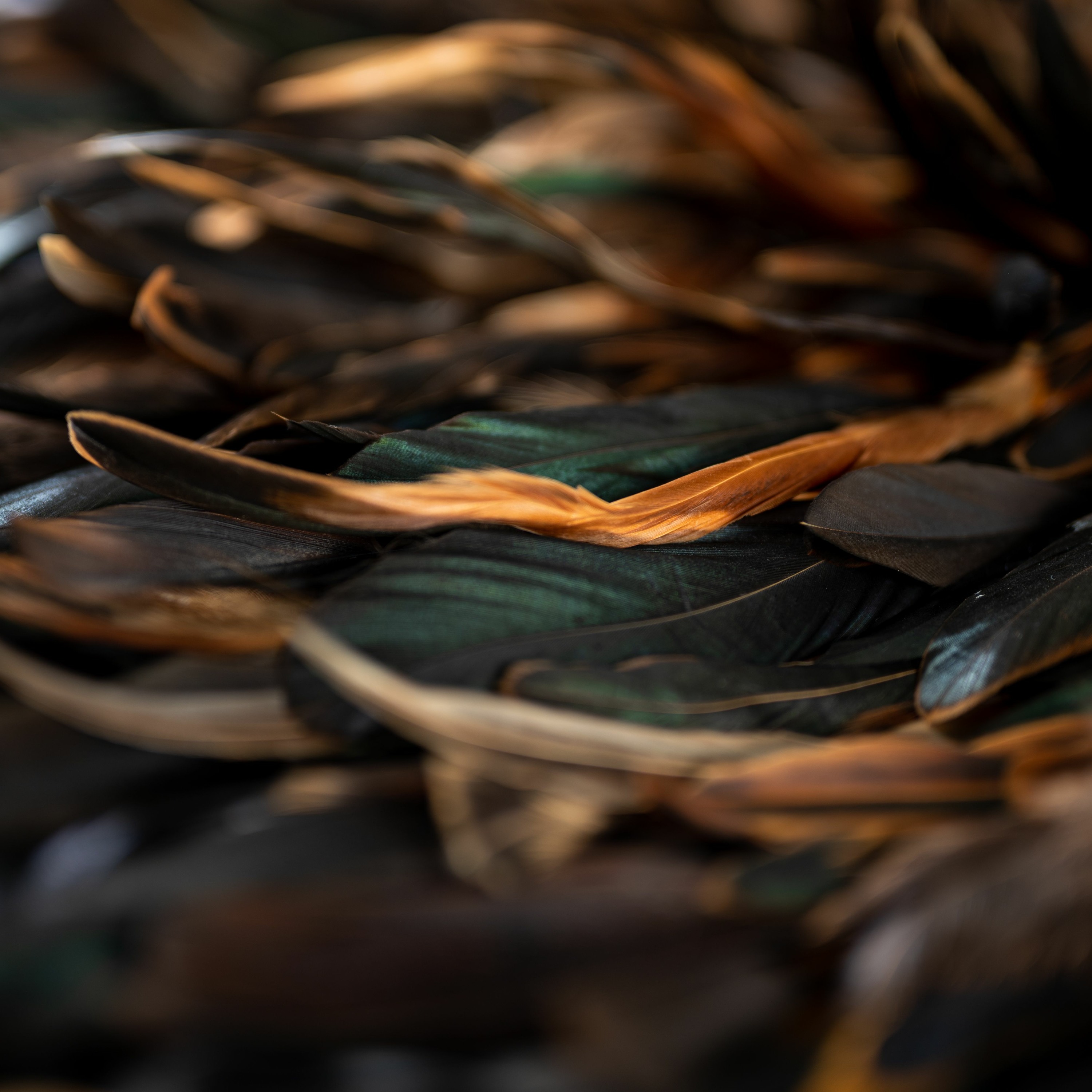 Development of the educational landscape, A kōrero with Andrew Auimatagi and Matalena Tuiloma episode artwork