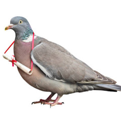 next time I send a carrier pigeon