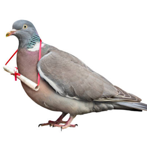 next time I send a carrier pigeon