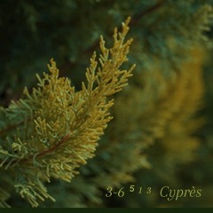 Cyprès (p. Arramie)