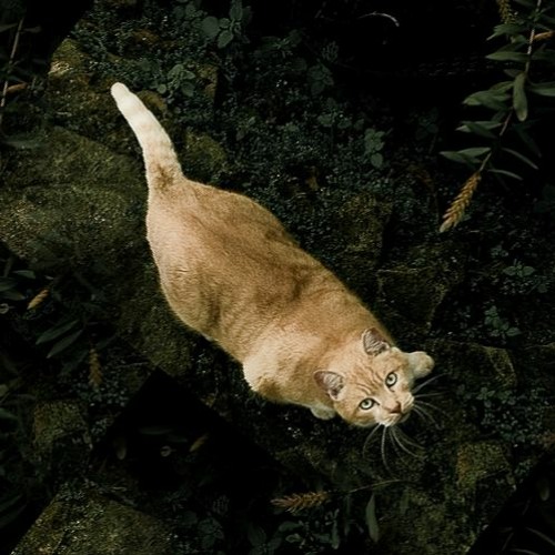 Cat steps - with Georg Boehme