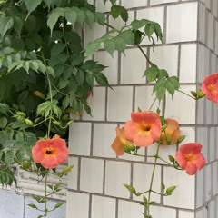 최유리 - 개화 (by LUCY)