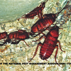 01 G.C._-Cockroach Salsa Bar