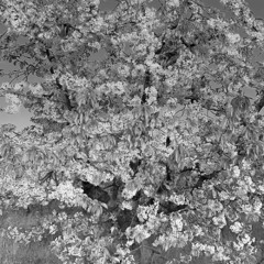 Sakura 桜 w/r369improv