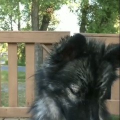 green dress (prod. yungspoiler)