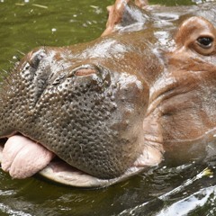 Lick All Hippos