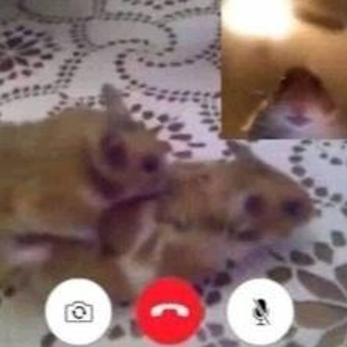 🐱‍👤😵