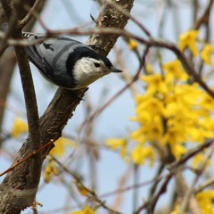 White Breasted Nuthatch