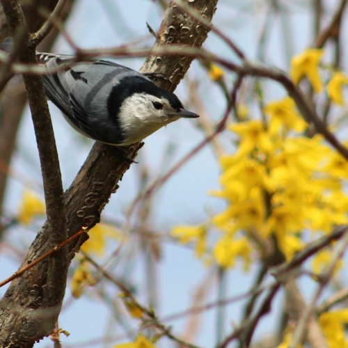 White Breasted Nuthatch
