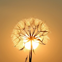 Dandelion in the wind