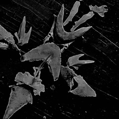 Lucius- !-0.6(WIP).wav