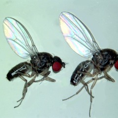 Watching Flies Fly 4ward