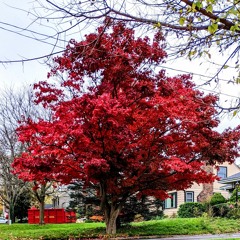 Drifting Through the Forest of Influence