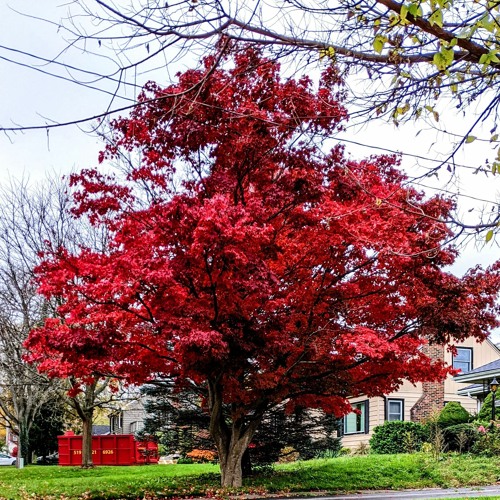 Drifting Through the Forest of Influence