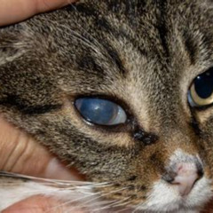 Best Older Cats Eyes Are Always Dilated Treatment Reviews