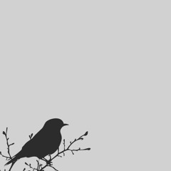 Prajescu - Dimineti Cu Mandarine