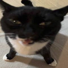 Theme of this stupid cat - drazi