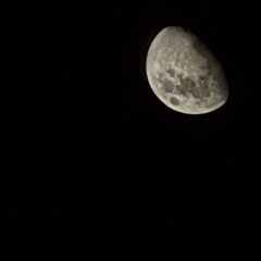 Como un pájaro (las luces) - Silvana Estrada cover