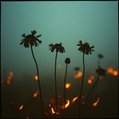 Ashes