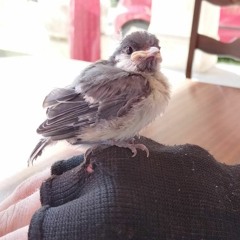 FreeBird Rodrigo
