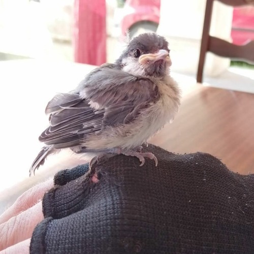 FreeBird Rodrigo