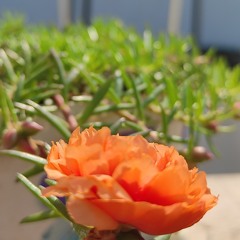 Mento yom yom || Monpa Song