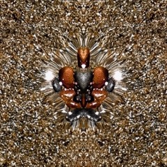 rMango - Mosquito