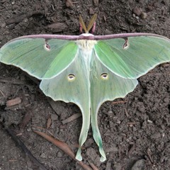 Diahwolf & SisterSelf- Moths (SisterSelf Remix)