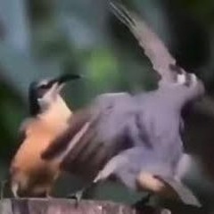 birb.exe (bitbird x audius)