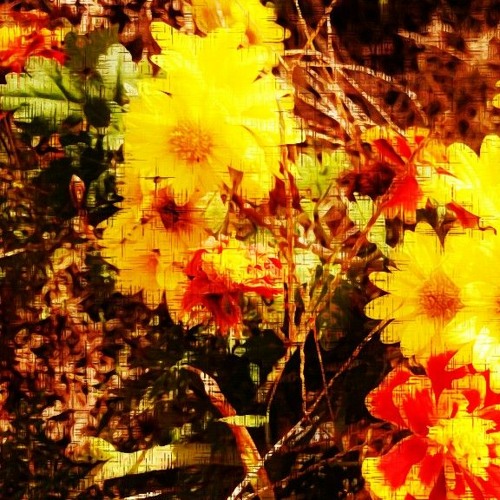 marigold