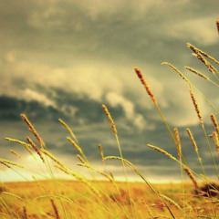 Fields of Wheat