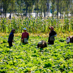 We Are Masters of the Farm - Democratic People's Republic of Korea