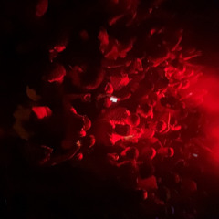 Everybody (Hard Techno Free DL)