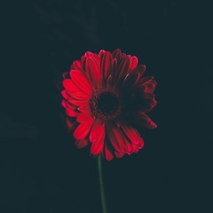 Life After Dark