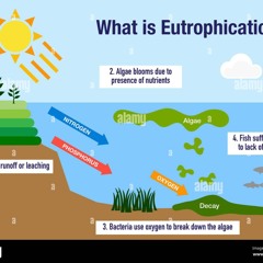 Eutrophication