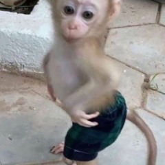 MONKEY (ft. BuuGee) [rouuuugh]