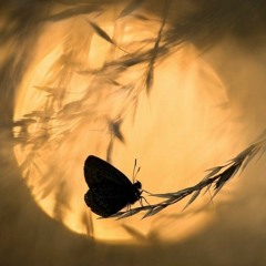 الخفاش والفراشة -لأحمد شوقي- إلقاء أسامة الواعظ.
