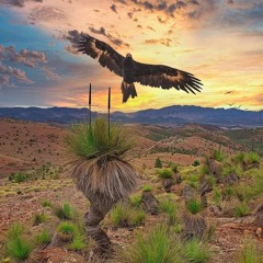 Dark/Forest minimalistic prog set @ Psytopia Festival 25