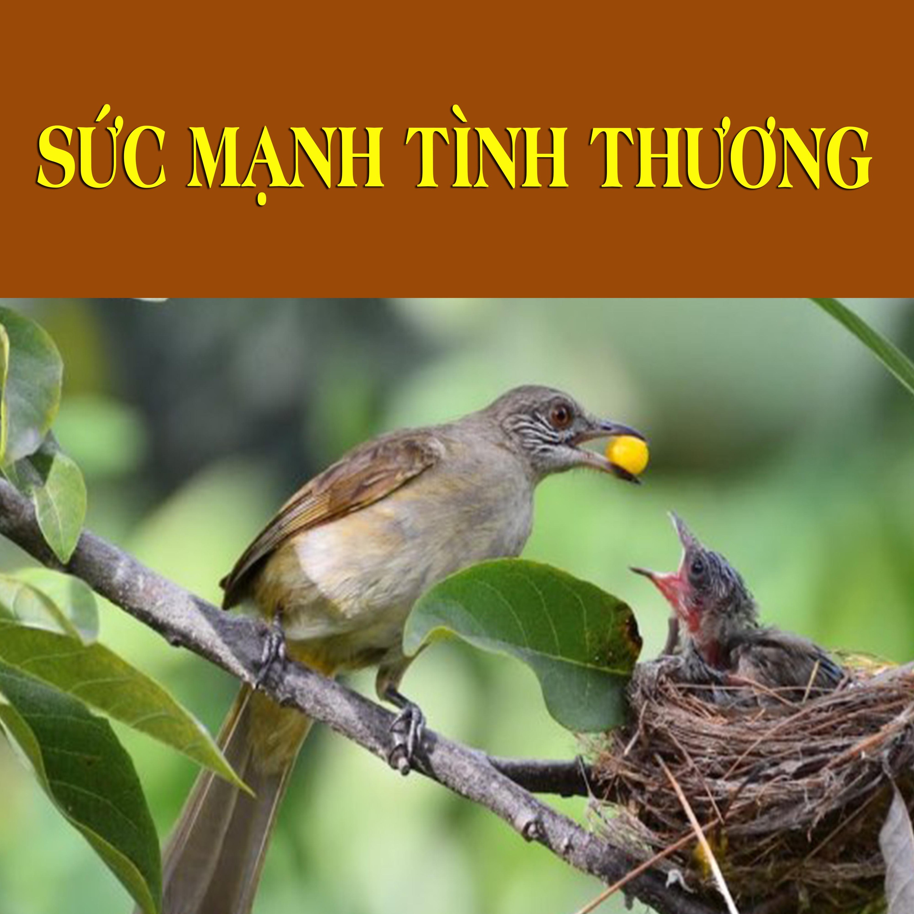 Sức Mạnh Tình Thương episode artwork