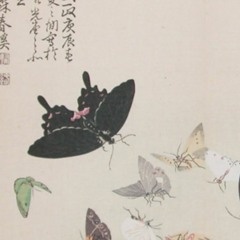 Butterfly Voicing Study