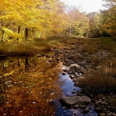 Stream Trickle -- Cape Breton Highlands Provincial Park, Nova Scotia, Canada