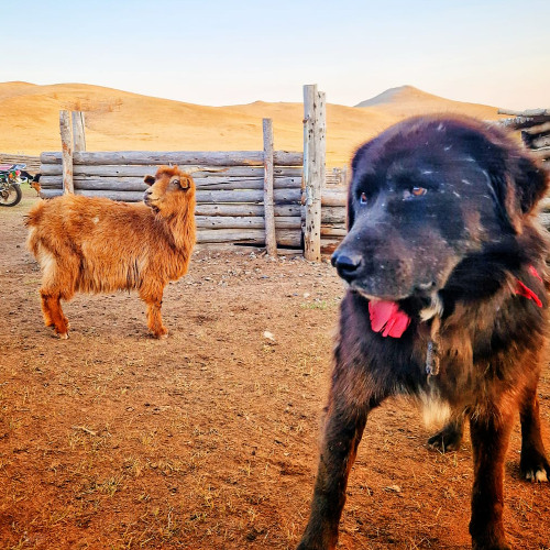 Gold & Silva - Dreams of Baobab