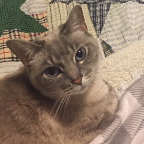 Stream Xylophone Cat The Kiffness by Moxel Listen online for free