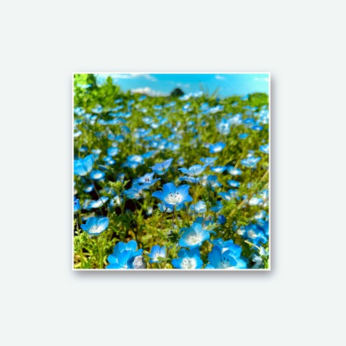 nemophila