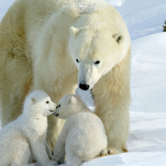 To Be More Human - Gert Holle - 4.12.2025