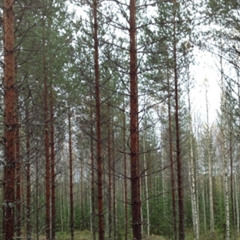 Johanna Kurkela - Sun särkyä anna mä en (WNB RAVEMIX REUPLOAD)