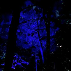 Borderlands by Treewild - King and storyteller