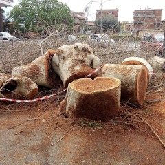 Abbattimenti (Cadono alberi)